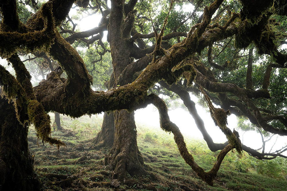 Photo tour Madeira June 2026