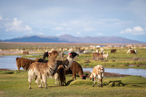 Fotoabenteuer Salar de Uyuni, Bolivien 05.03 - 16.03.2024 Ausverkauft