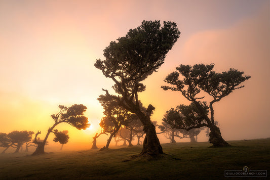 Fotoreise Madeira Juni 2026
