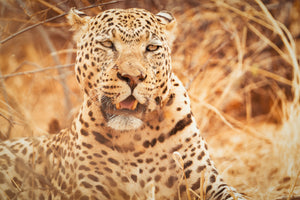 Fotoreise Namibia 05.04 - 17.04.2024