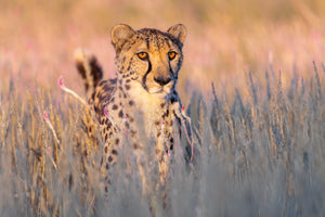 Fotoreise Namibia 05.04 - 17.04.2024 und 03.06 - 15.06.2024 Ausverkauft